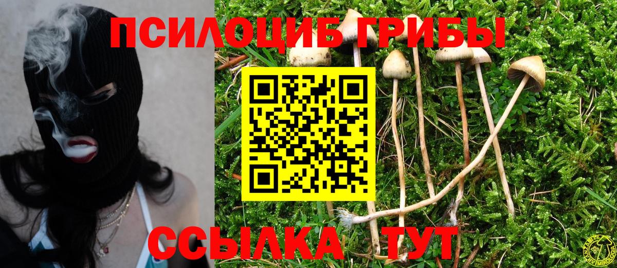 Псилоцибиновые грибы Cubensis Старая Купавна